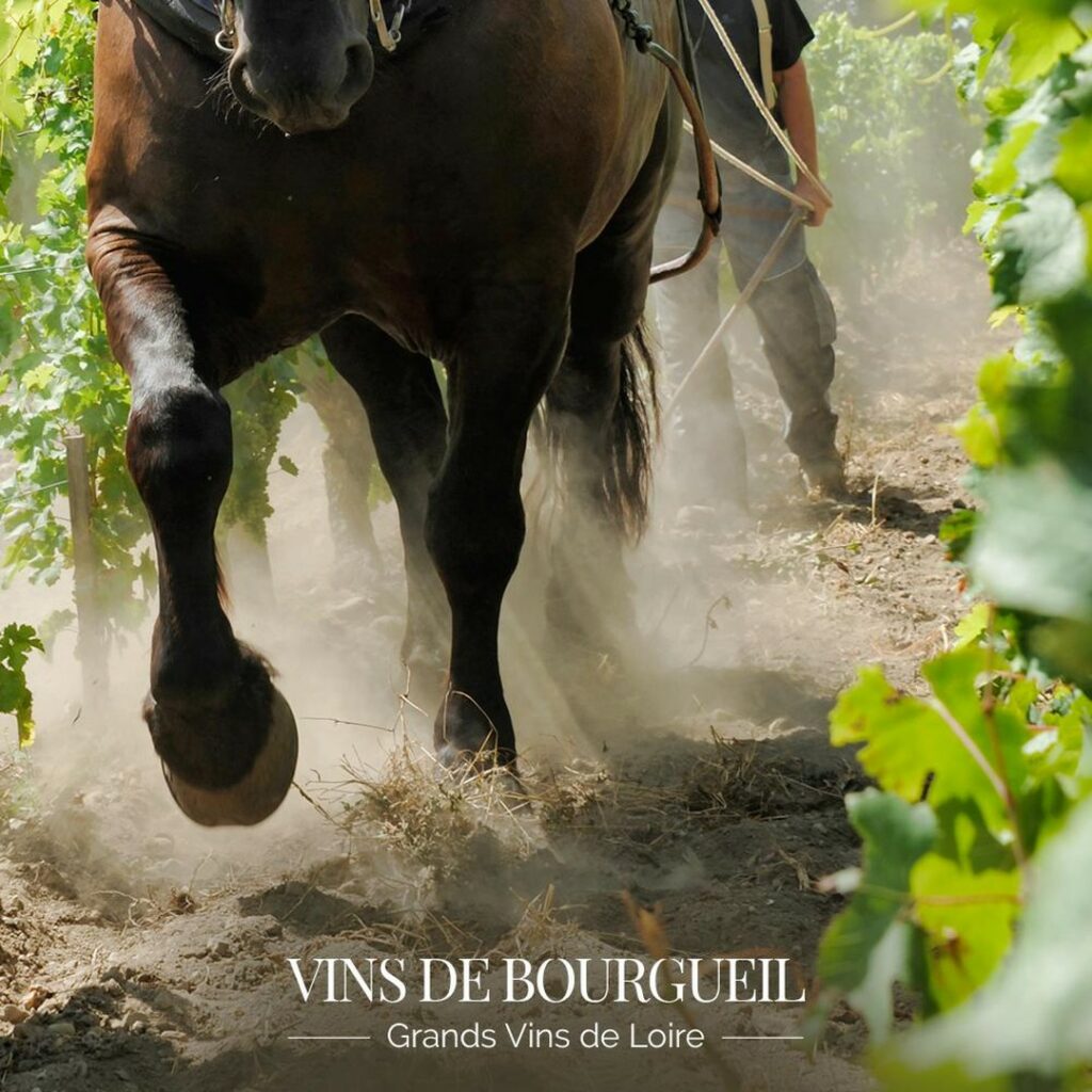 freelance-reseaux sociaux-vins-cheval