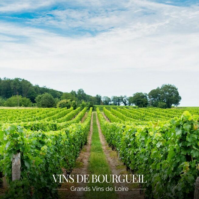 freelance-reseaux sociaux-vins-vigne